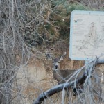 Wilder Maultierhirsch in Colorado Springs