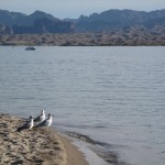 Lake Havasu mit Wüste im Hintergrund