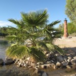 Lake Havasu City ist eine Oase in der Wüste