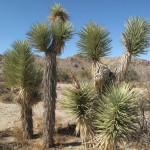 Joshua Trees