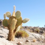 Kakteen im Joshua Tree Nationalpark