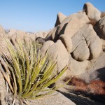 Joshua Tree am Felsen