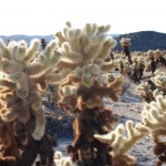 Cholla Kakteen im Nationalpark