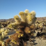 Cholla Kaktus