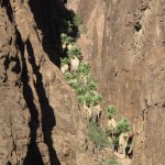 Die einzigen natürlichen Palmen in Arizona