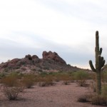 Organ Pipe Cactus